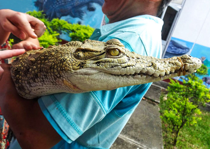 Touch the Baby Crocodile