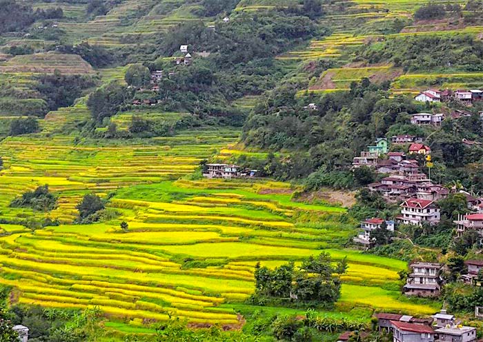 Banaue Rice Terraces 