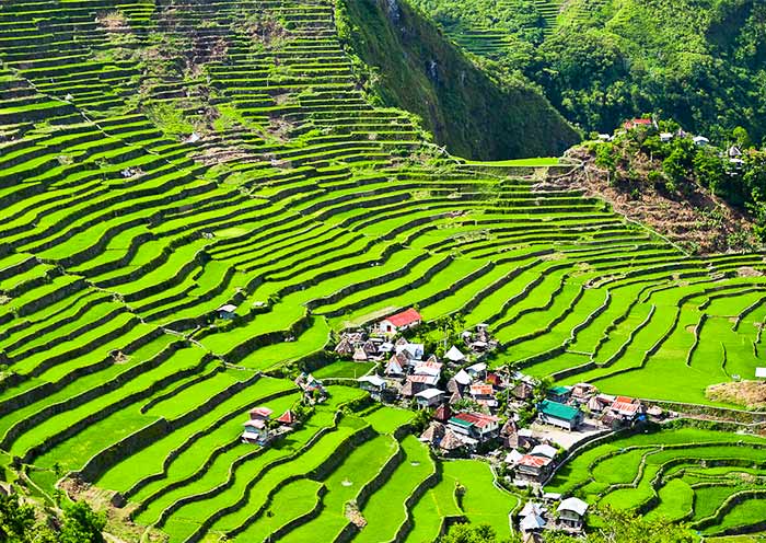 Banaue Rice Terraces