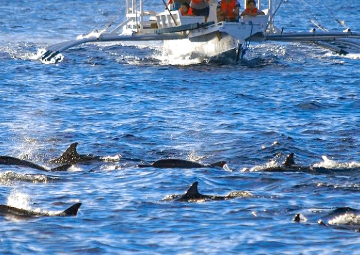 Dolphin Playground in .Balicasag Island, Bohol