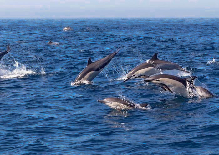 Bohol Balicasag Island Dolphin Watching