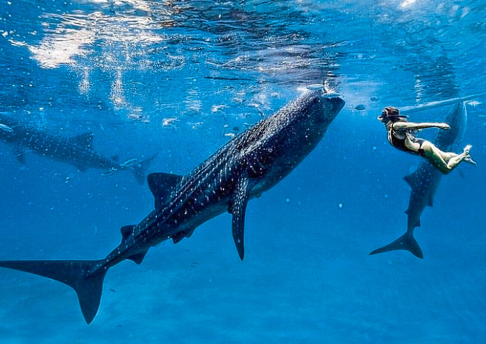 Lila Whale Shark Watching, Bohol