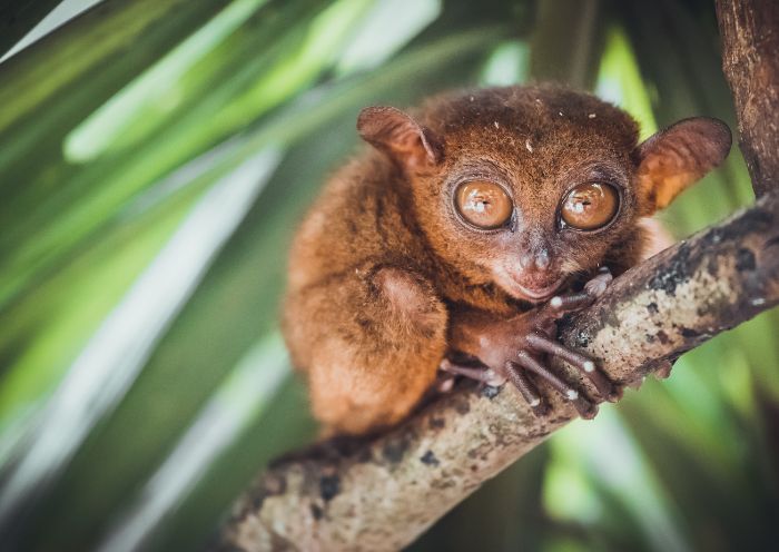 Tarsier Sanctuary, Bohol