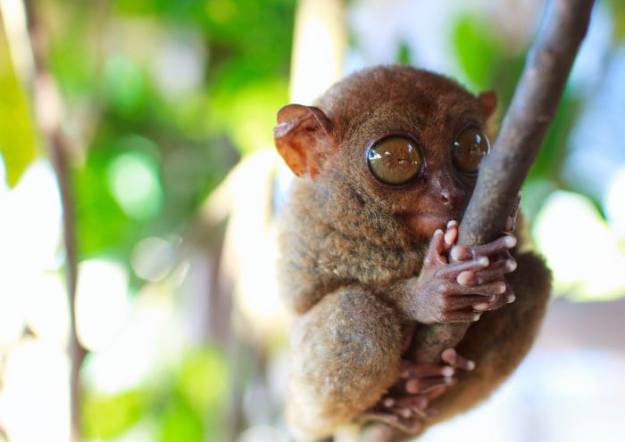 Tarsier Sanctuaries 