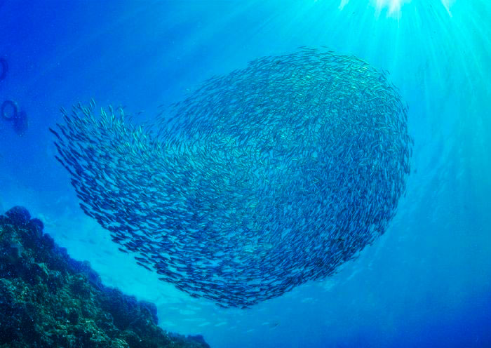 Moalboal sardine runs