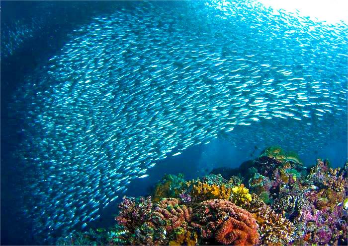 Cebu Moalboal Sardines Run