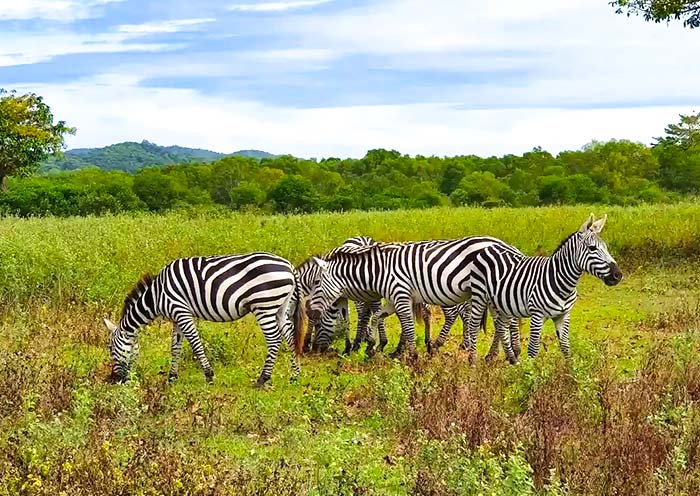 Calauit Wildlife Safari Park