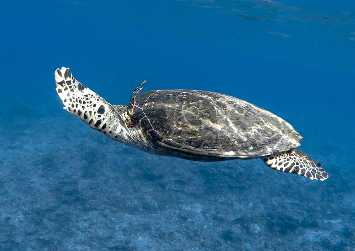 Dumaguete Apo Island Turtle