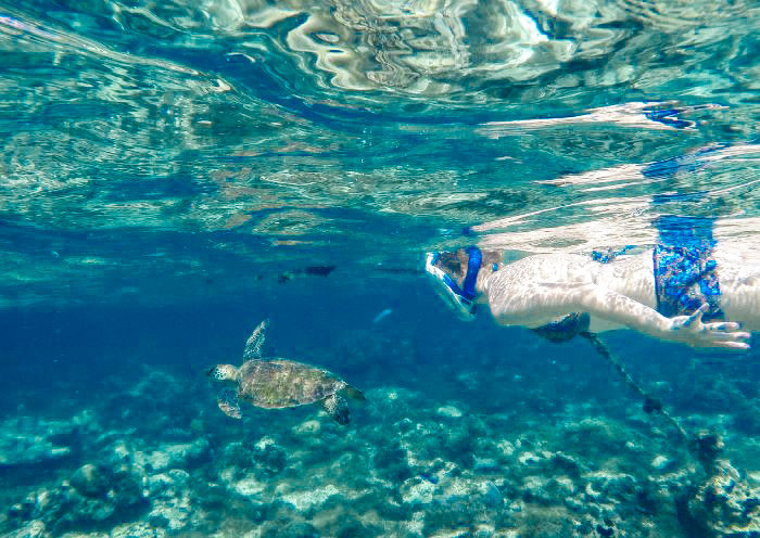  Snorkeling in Apo Island