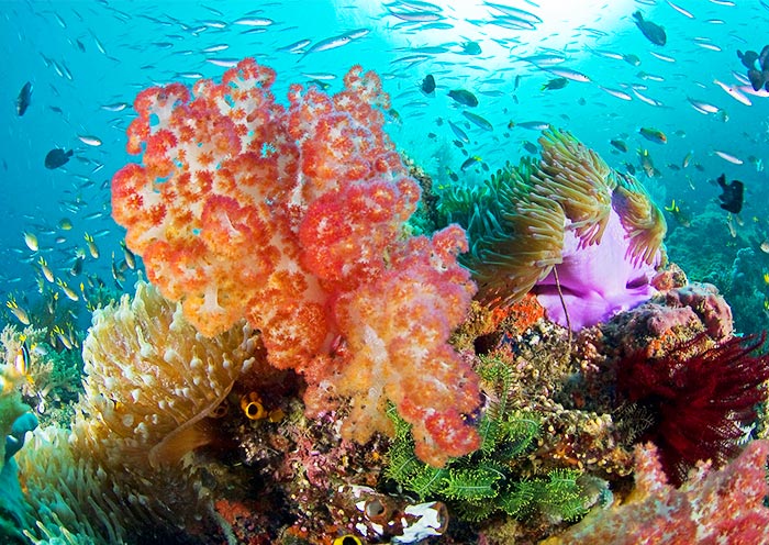 Coral Garden, Coron