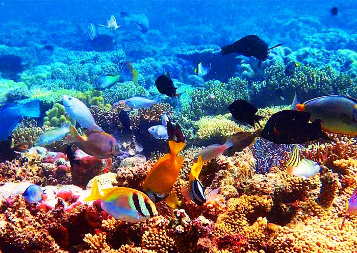 Lusong Coral Garden, Coron